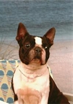 Boston Terriers